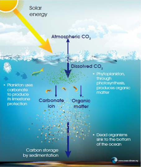 The Carbon Of The Greenhouse Gas Problem