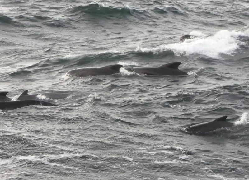 Pilot whales seen from the Extended Ellett Line