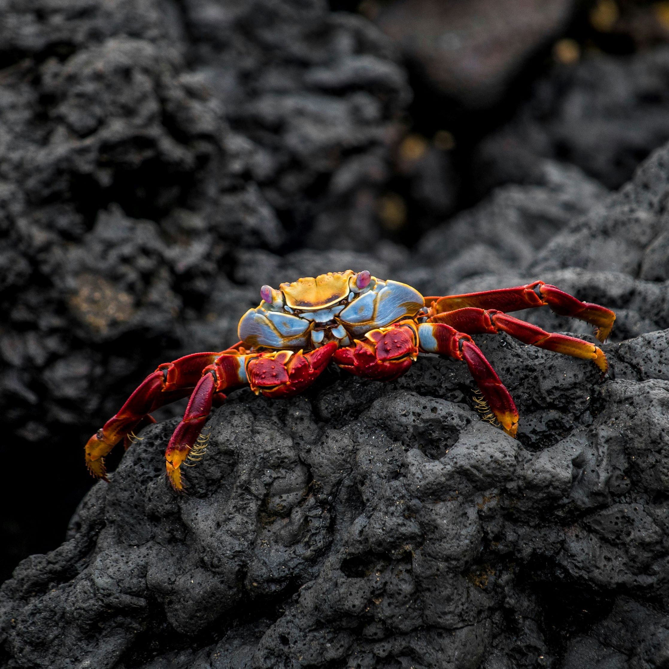 Coastal Biodiversity