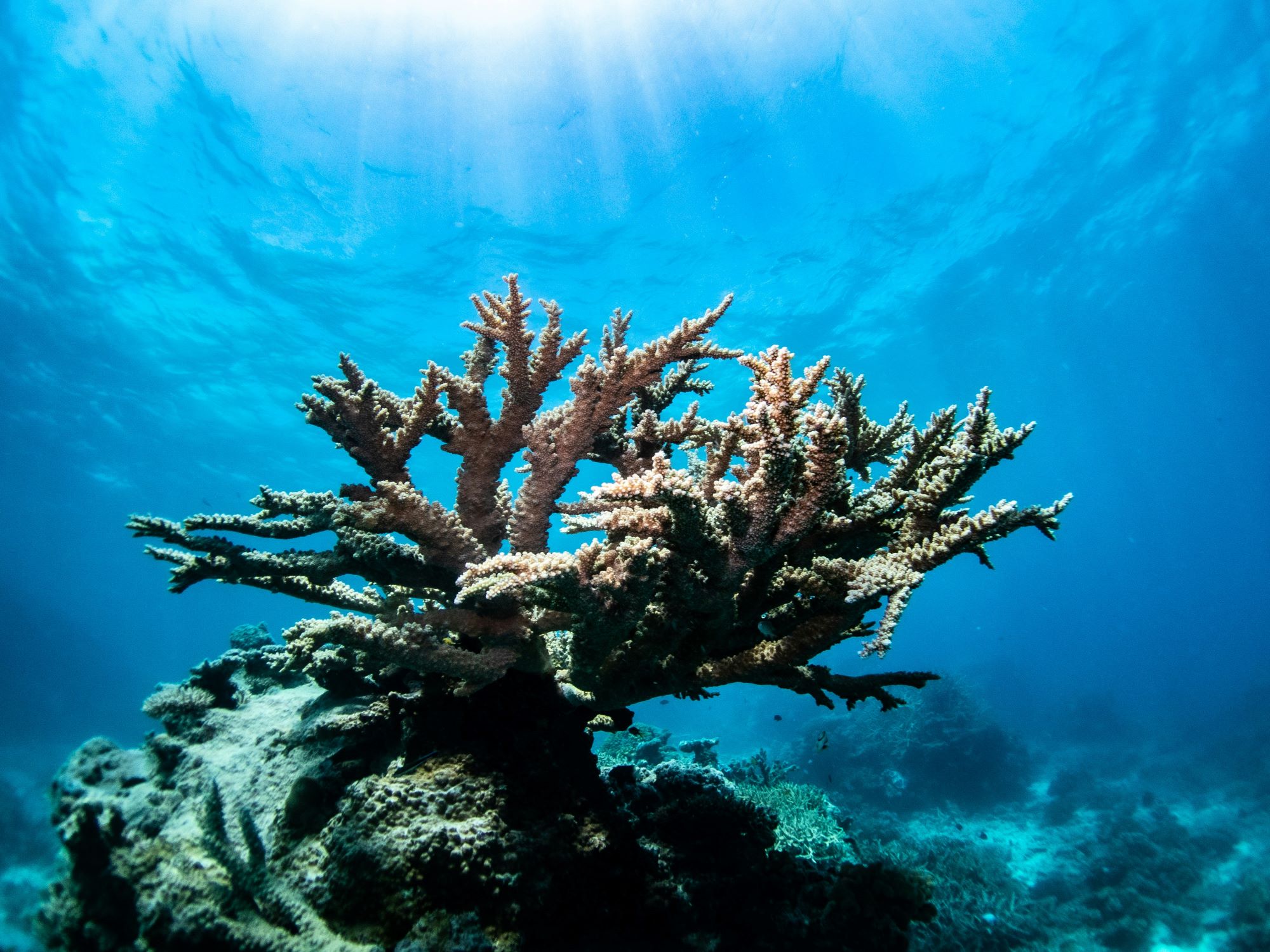 Shallow water marine habitats