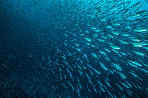 A school of fish