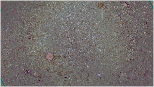 Coral rubble on a mound in the eastern Darwin Mounds.