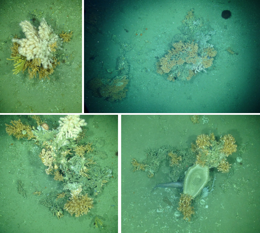 We were able to identify several species of soft corals associated with living colonies of hard corals such as Madrepora oculata and Lophelia pertusa.