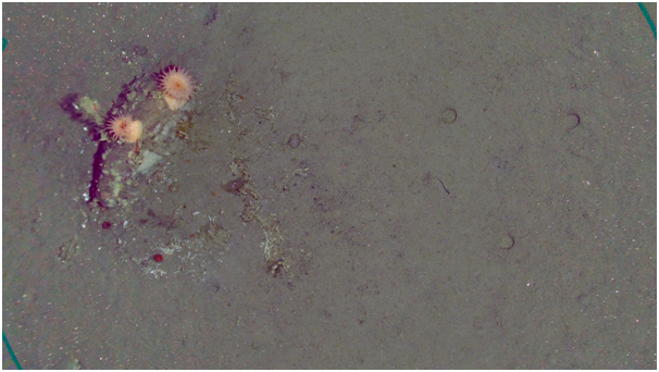 The fauna on hard substrates (rock, left side of the image) differs from the species we find on sandy or muddy grounds (right).