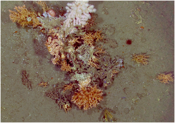Healthy coral growth on a mound in the western Darwin Mounds.