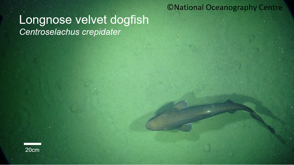 Longnose velvet dogfish.