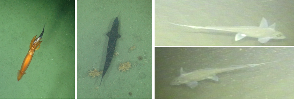Different weird and wonderful-looking animals were also encountered such as these enigmatic chimeras
