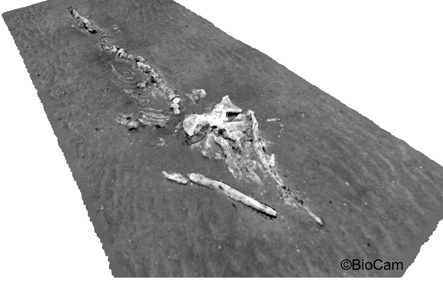 Whale carcass found with the AUV. Pictures are © BioCam team.