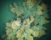 Abundant cold-water coral thickets in the ‘pocket mounds’