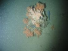 A healthy coral mount