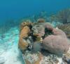 Coral Reef Belize