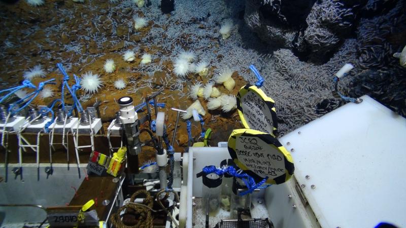 Anemones and shrimp with Isis in foreground. Image taken with Isis, the UK's deepest diving research ROV; Credit: Natural Environment Research Council (NERC)