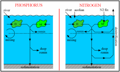 A schematic of the modelled nitrogen and phosphorus cycles. The unlabelled arrows leading into the phytoplankton (O and NF) indicate the biological uptake of nitrate and phosphate.