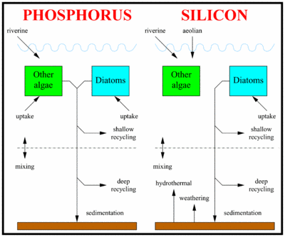 A schematic of the modelled silicon and phosphorus cycles.