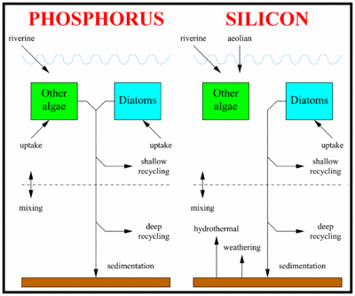 modelled silicon and phosphorus cycles