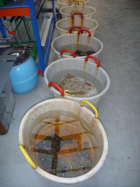 Fish ready to be released