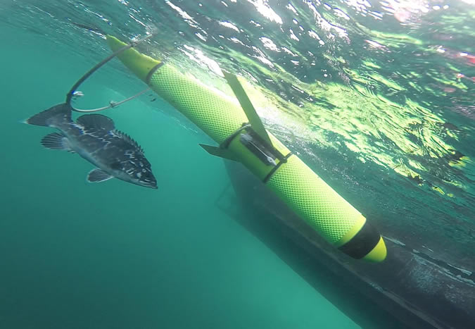 Submarine glider being recovered, accompanied by a rare Atlantic wreckfish (possibly one of the first photographs of this species in its natural habitat in UK waters!)