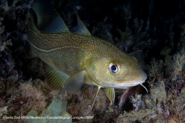 Atlantic cod ©Wild Wonders of Europe/Magnus Lundgren/WWF
