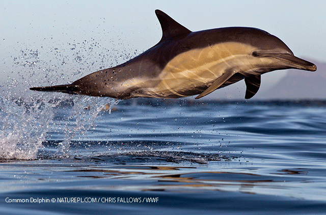 Common Dolphin © NATUREPL.COM / CHRIS FALLOWS / WWF