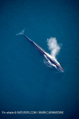 Fin whale © NATUREPL.COM / MARK CARWARDINE /WWF