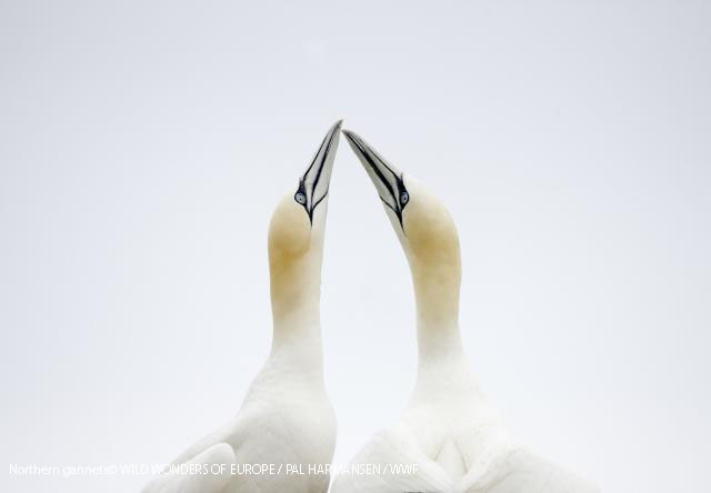 Northern gannets© WILD WONDERS OF EUROPE / PAL HARMANSEN / WWF