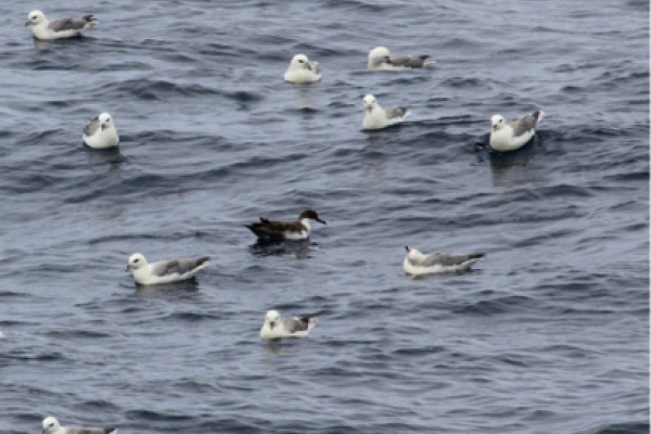 Great shearwater and fulmars