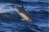 Common dolphin in the ocean