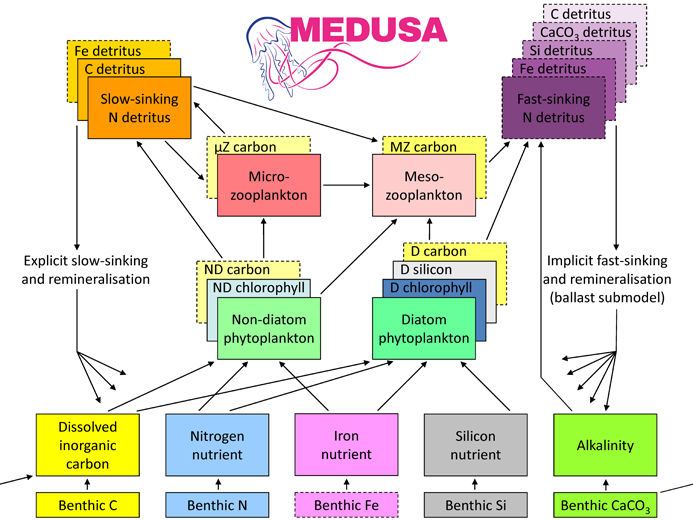 Medusa-2.1