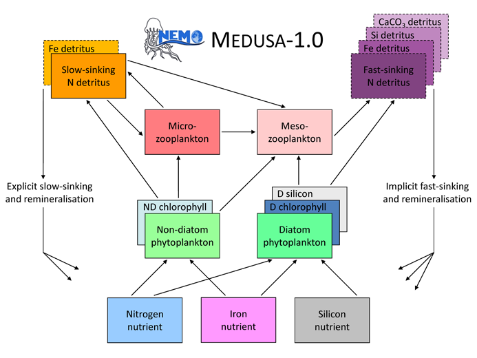 Medusa-1.0