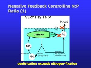 Chain of events set in motion by a high nitrate to phosphate ratio in seawater, leading to a return in the ratio towards lower values