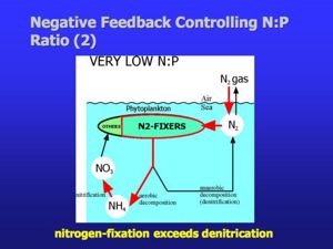 Chain of events set in motion by a high nitrate to phosphate ratio in seawater, leading to a return in the ratio towards lower values