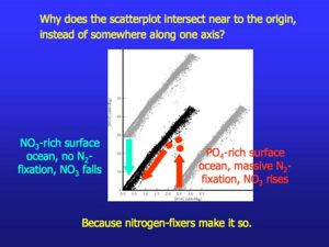 Negative feedbacks on nitrate and phosphate as viewed in nitrate:phosphate spacE