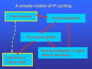 Negative Feedback that controls levels of phosphate in the ocean.