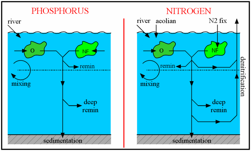 A schematic of the modelled nitrogen and phosphorus cycles. The unlabelled arrows leading into the phytoplankton (O and NF) indicate the biological uptake of nitrate and phosphate.