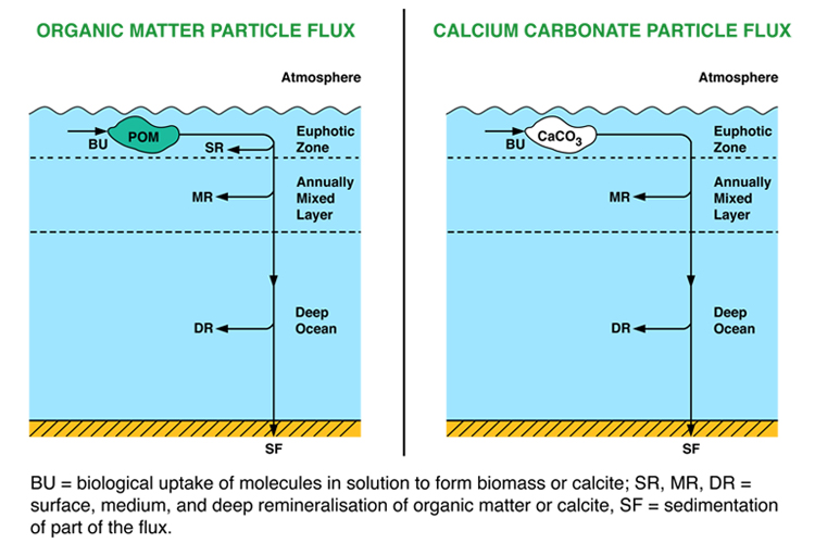 The carbon model is a first-order model of the ocean carbon cycle and atmosphere. The main fluxes and processes in the ocean are modelled, as is the exchange of carbon dioxide gas with the atmosphere. The carbonate compensation feedback process is included. The model builds upon the simpler phosphorus model.