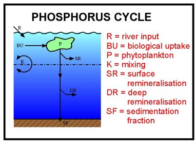 A schematic of the model phosphorus cycle.