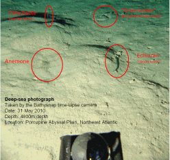 Image taken by bathysnap of seafloor at PAP site in 2010