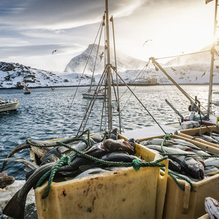 Image of boxes of freshly caught fish in a snowy harbour with seagulls and a peak in the distance