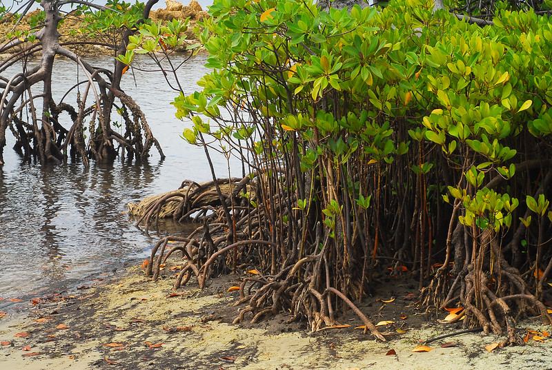 Mangrove forest